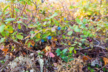 Blueberries, cranberries in the forest