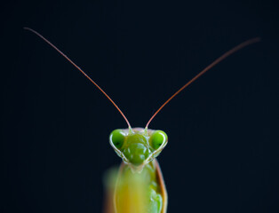 European mantis - Mantis (Mantis religiosa), Insectos, Arthropodos, Cantabria, Spain, Europe