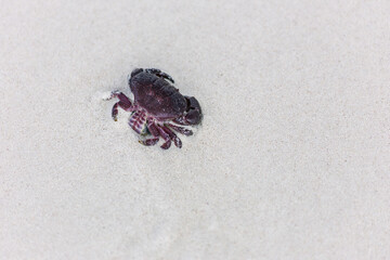 dark cherry red crab on a white sand beach on galapagos island