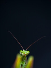European mantis - Mantis (Mantis religiosa), Insectos, Arthropodos, Cantabria, Spain, Europe