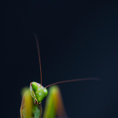 European mantis - Mantis (Mantis religiosa), Insectos, Arthropodos, Cantabria, Spain, Europe
