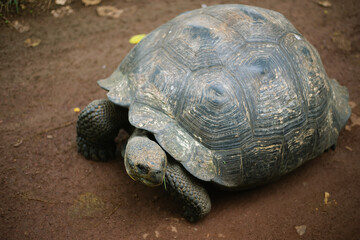 Galápagos giant tortoise 