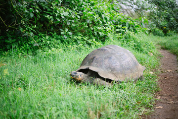 Galápagos giant tortoise 