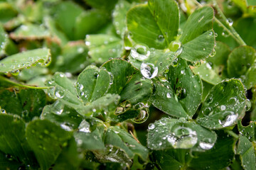 trevoles y gotas de agua