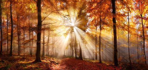 Enchanting sun rays in a golden forest in autumn illuminating a path covered in red foliage. The...