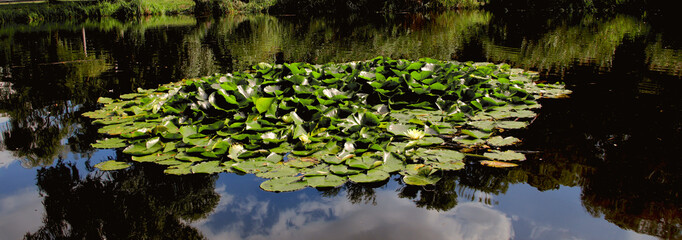An island of water lilies on the surface of a reservoir