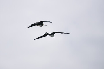 flying frigatebirds in the sky