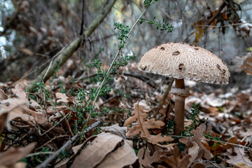 MacroLepiota