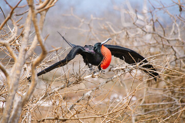 Fototapeta premium galapagos wildlife, magnificent frigatebird with red