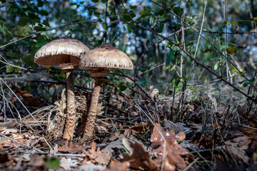 Macrolepiota