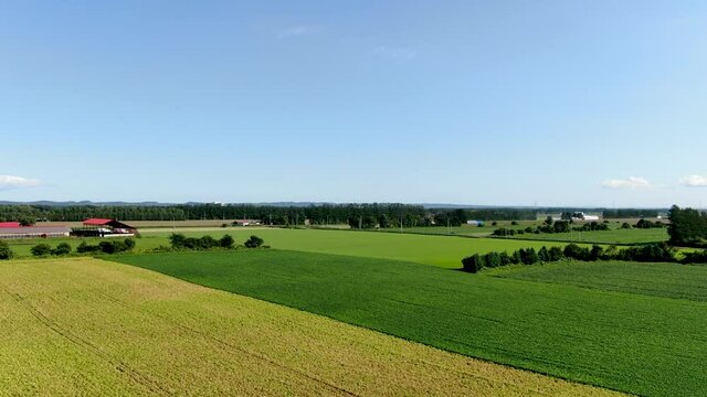 北海道の緑と黄色の帯状が綺麗な畑をドローン空撮