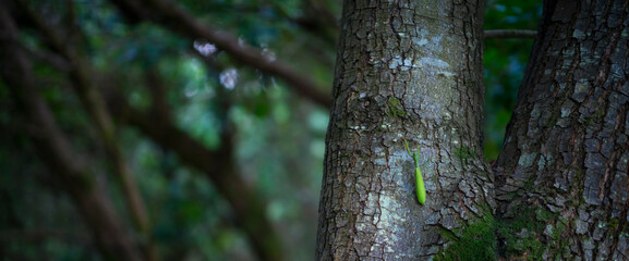 Obraz premium European mantis - Mantis (Mantis religiosa), Insectos, Arthropodos, Cantabria, Spain, Europe