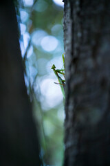 European mantis - Mantis (Mantis religiosa), Insectos, Arthropodos, Cantabria, Spain, Europe