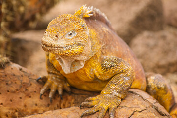 yellow Galapagos land iguana, species of lizard portrait