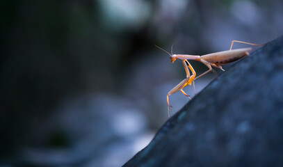European mantis - Mantis (Mantis religiosa), Insectos, Arthropodos, Cantabria, Spain, Europe