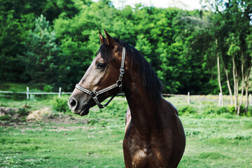 graceful beautiful horse on the farm