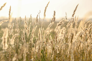 field of dried flowers. a field of wheat
