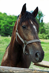 Obraz premium graceful beautiful horse on the farm