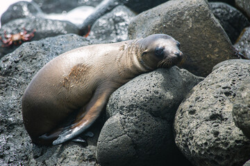 a cute sea lion lying on the rocks  on the beach