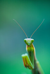 European mantis - Mantis (Mantis religiosa), Insectos, Arthropodos, Cantabria, Spain, Europe