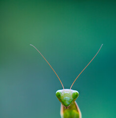 European mantis - Mantis (Mantis religiosa), Insectos, Arthropodos, Cantabria, Spain, Europe
