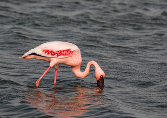 Lonaly pink famingo with long legs and yellow eyes in cold ocean water. Namibia