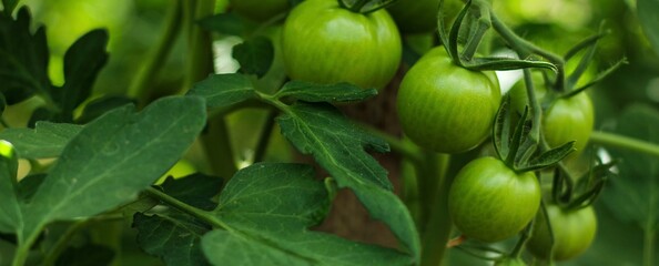 Unripe green tomatoes on a branch growing in the garden. Agriculture, harvest, summer concept.	
