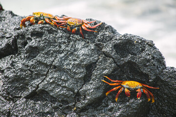 Sally lightfoot crab, red crab on a black rock, family of crabs