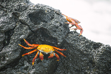 Sally lightfoot crab, red crab on a black rock, family of crabs