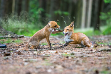 Cute Red Fox, Vulpes vulpes in fall forest. Beautiful animal in the nature habitat. Wildlife scene from the wild nature. Red fox running in orange autumn leaves