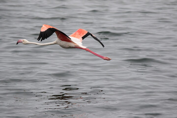 Lonaly pink famingo with long legs and yellow eyes escapes and takes off from danger in cold ocean water. Namibia