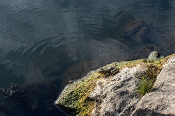 a stone on the river bank on which a frog sits. Clouds are reflected in the water