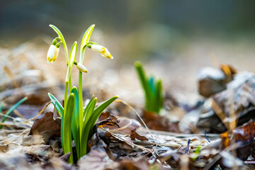 Close up view of small fresh snowdrops flowers growing among dry leaves in forest. First spring plants in woods.