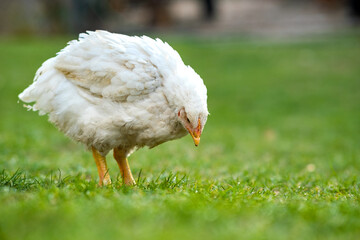 Hen feed on traditional rural barnyard. Close up of chicken standing on barn yard with green grass. Free range poultry farming concept.