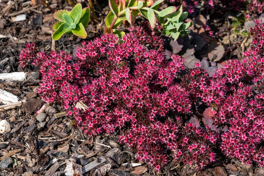 Sedum 'Stewed Rhubarb Mountain' (hylotelephium) a summer autumn purple pink perennial flower plant commonly known as stonecrop