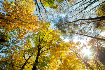 Perspective up view of autumn forest with bright orange and yellow leaves. Dense woods with thick canopies in sunny fall weather.