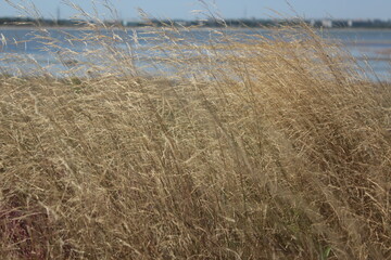 Dry grass on the banks of the estuaries of Berdyansk