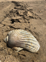 Conchas en la orilla