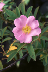 Close-up image of Swamp rose flower (Rosa palustris)