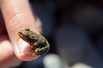 Cute little frog basking in the sun sitting on the palm of his hand - macro.