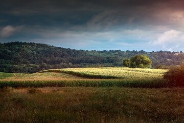 Fototapeta premium autumn landscape with trees