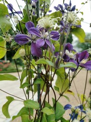 clematis flowers purple blue garden background beautiful autumn