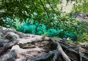 Fototapeta premium Unexpected view discovered at Plitvice National Park. 