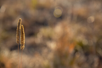 Two spikelets in the sun on a meadow in beautiful autumn colors. Minimalistic autumn landscape.