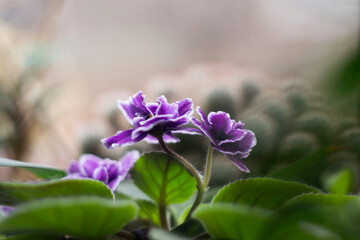 Indoor flowers, blue violets, blurred background.