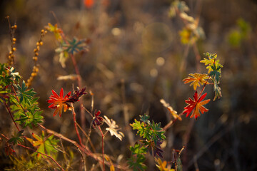 Beautiful, warm, autumn landscape-autumn herbs and flowers in the field