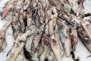 fresh fish in the Livramento market, Setubal, Portugal