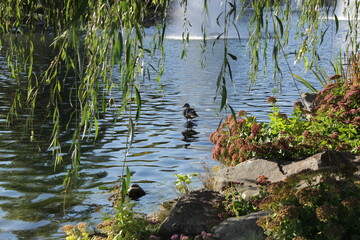 Duck in the lake under the willow branches