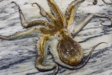 fresh octopus in the Livramento market, Setubal, Portugal