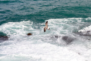 Seagulls flying over the waves.